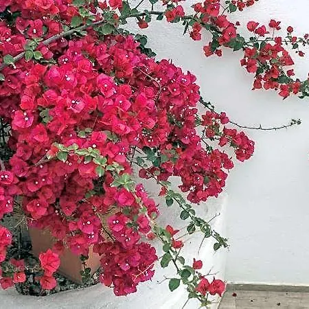Depis Place & Otel Naxos City